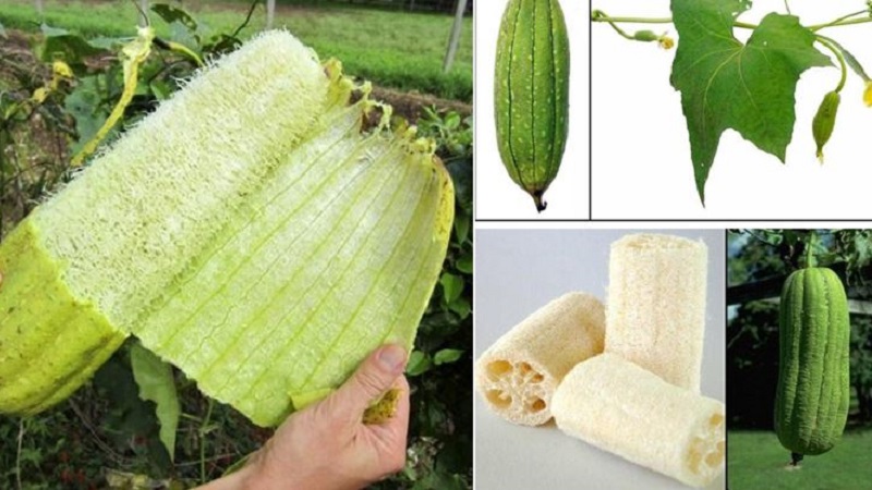 Le type le plus inhabituel de citrouille Luffa: qu'est-ce que c'est et comment en faire le luffa naturel le plus utile