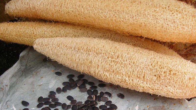 Le type le plus inhabituel de citrouille Luffa: qu'est-ce que c'est et comment en faire le luffa naturel le plus utile