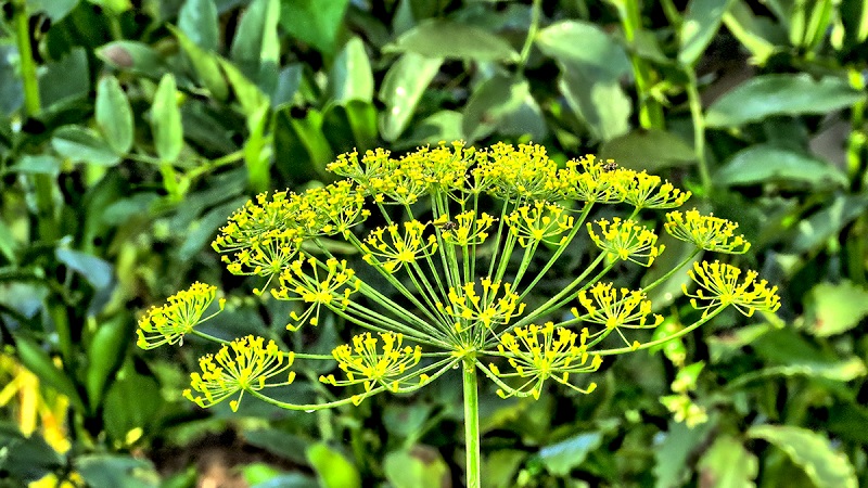 Domaines d'application des parapluies à l'aneth: pour le traitement, la beauté et la préparation de plats délicieux
