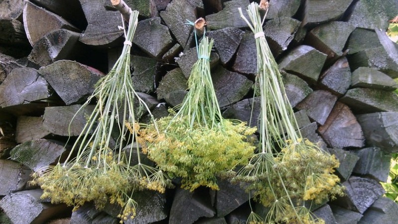 Domaines d'application des parapluies à l'aneth: pour le traitement, la beauté et la préparation de plats délicieux