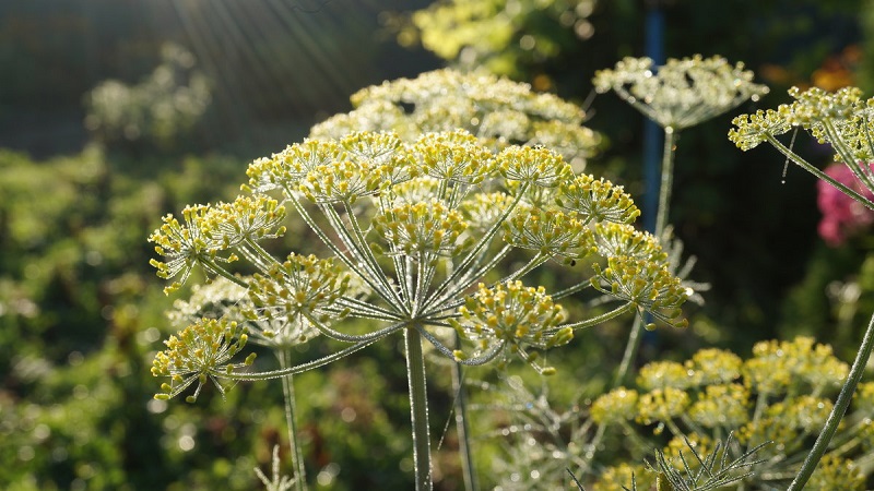 Domaines d'application des parapluies à l'aneth: pour le traitement, la beauté et la préparation de plats délicieux