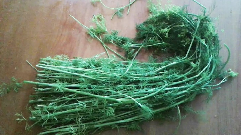 Comment utiliser les tiges d'aneth pour un bénéfice maximal