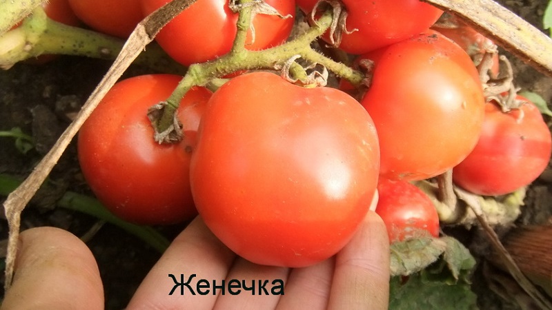 Variété très précoce avec un rendement impressionnant - Tomate Zhenechka: critiques, photos, secrets de culture