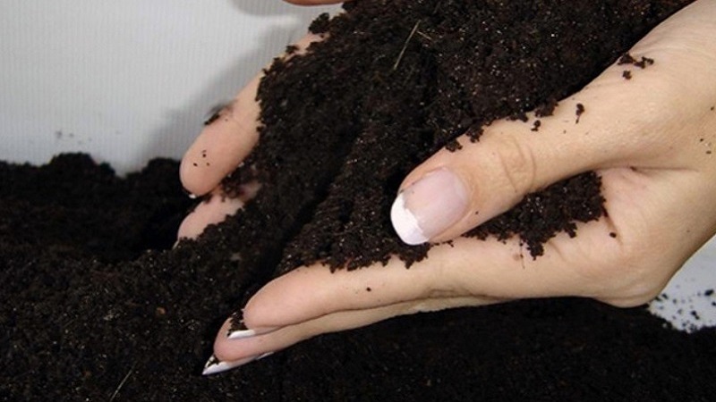 Variété très précoce avec un rendement impressionnant - Tomate Zhenechka: critiques, photos, secrets de culture