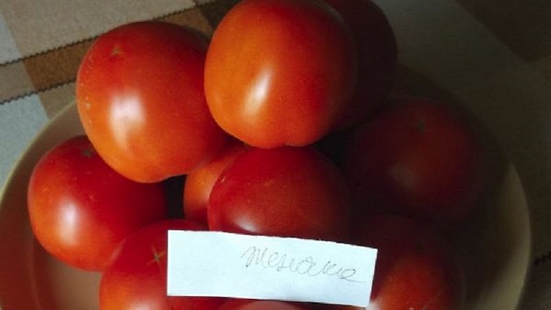 Variété très précoce avec un rendement impressionnant - Tomate Zhenechka: critiques, photos, secrets de culture