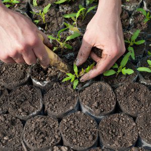 Tomate rose classique en forme de cœur Batianya: critiques et photos de la récolte de tomates résultante