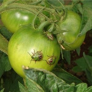 Un excellent choix pour ceux qui veulent obtenir une riche récolte précoce d'excellentes tomates - tomate Bogata khata F1