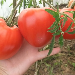 Tomate Danko charnue, savoureuse et très aromatique: nous obtenons une récolte riche et stable