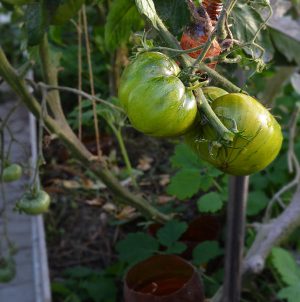Une variété au goût exotique et à l'aspect étonnant - Liqueur irlandaise de tomate: nous cultivons et surprenons nos voisins