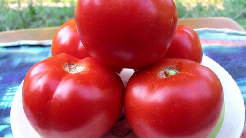Un cadeau des éleveurs de l'Oural pour les régions à climat froid - Tomate Krasnaya Gvardiya