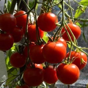 Un cadeau des éleveurs de l'Oural pour les régions à climat froid - Tomate Krasnaya Gvardiya