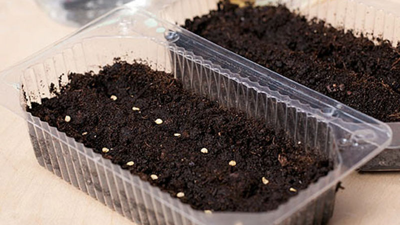 Merveilleuse fraîcheur et tout aussi bonne en conservation - La tomate Black Gourmet et les bases de la culture de cette variété