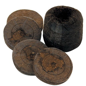 Tomate aux fruits énormes, éprouvée depuis des décennies - Taille russe F1