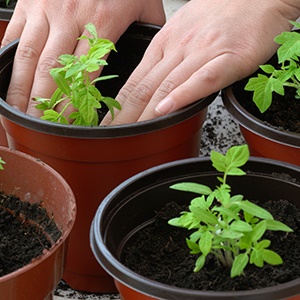 Tomate aux fruits énormes, éprouvée depuis des décennies - Taille russe F1