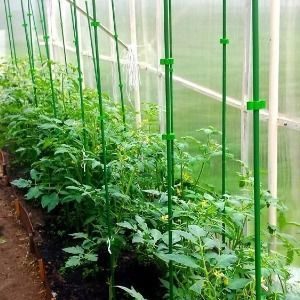 Une tomate aux fruits énormes, éprouvée depuis des décennies - taille russe F1