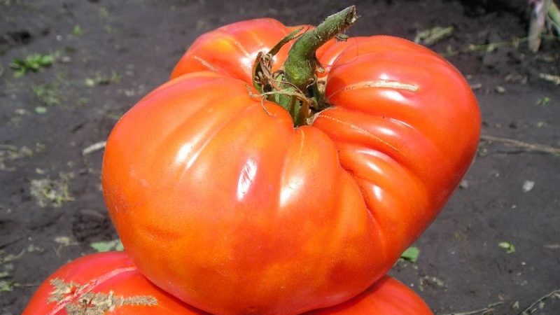 Nous collectons 5-6 kg de tomates dans un buisson, faisant pousser un géant du sucre de tomate