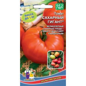 Nous collectons 5-6 kg de tomates dans un buisson, faisant pousser un géant du sucre de tomate