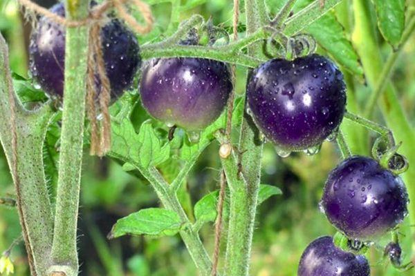 Vous n'en croirez pas vos yeux quand vous le voyez - Tomate Blue cluster f1 pour les amateurs de variétés exotiques