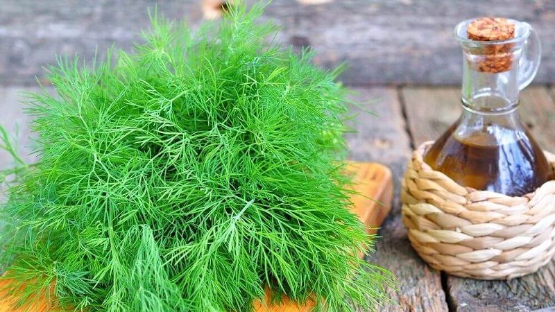 Nous apprendrons à faire de l'huile d'aneth à la maison: instructions de préparation et règles d'utilisation de l'huile d'aneth