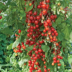 Nous cultivons des tomates bonbons sur notre site: Tomate cerise sucrée
