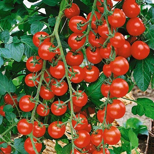 Nous cultivons des tomates bonbons sur notre site: Tomate cerise sucrée