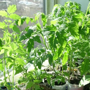 Nous cultivons des tomates bonbons sur notre site: Tomate cerise sucrée