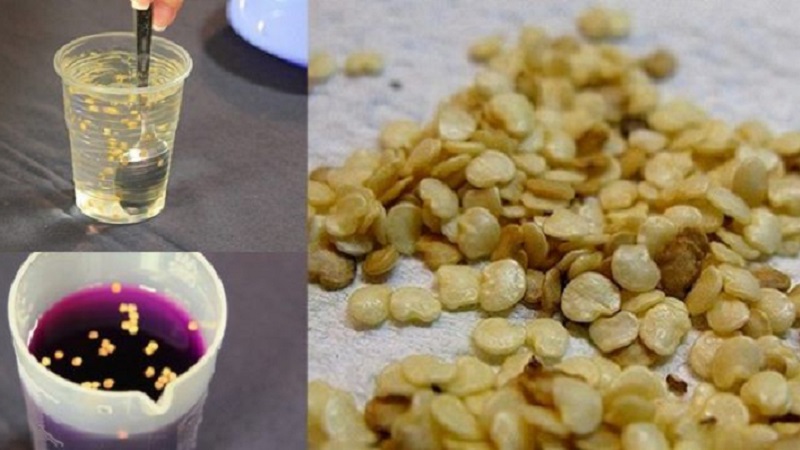 Nous cultivons des tomates bonbons sur notre site: Tomate cerise sucrée