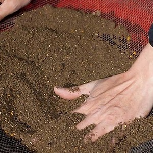 Nous cultivons des tomates bonbons sur notre site: Tomate cerise sucrée