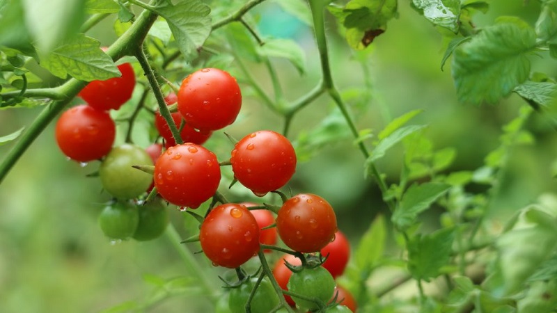Nous cultivons des tomates bonbons sur notre site: Tomate cerise sucrée