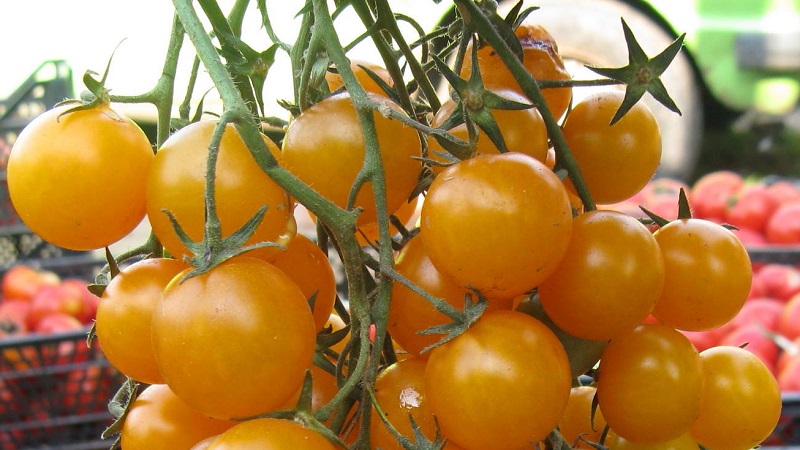 Nous cultivons des tomates bonbons sur notre site: Tomate cerise sucrée