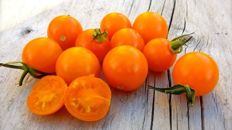 Nous cultivons des tomates bonbons sur notre site: Tomate cerise sucrée