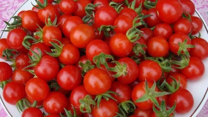 Nous cultivons des tomates bonbons sur notre site: Tomate cerise sucrée
