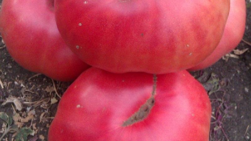 Nous cultivons le cadeau d'un tsar de la tomate par étapes, en commençant par les semis et en terminant par la collecte d'une récolte abondante