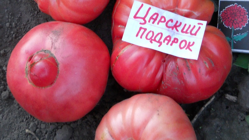 Nous cultivons le cadeau d'un tsar de la tomate par étapes, en commençant par les semis et en terminant par la collecte d'une récolte abondante