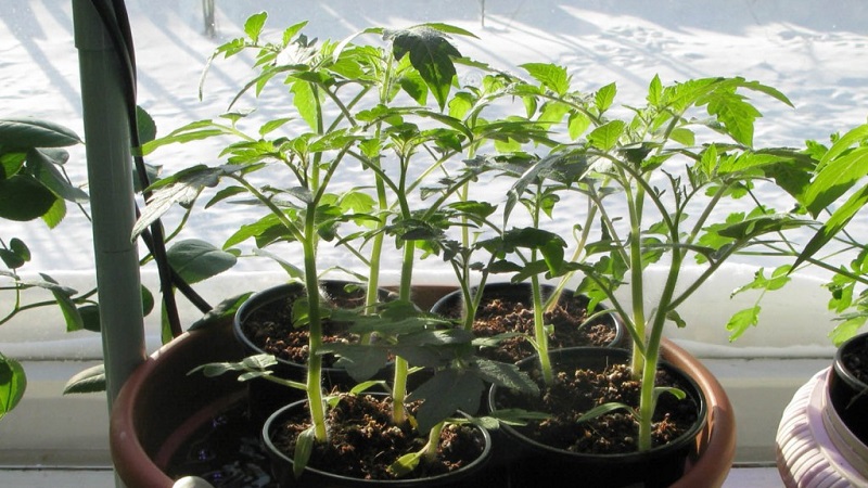 Hybride de tomates à haut rendement Krasnobay F1