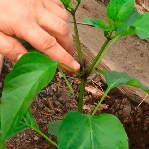 Pourquoi ai-je besoin de pincer du poivre et comment le faire correctement