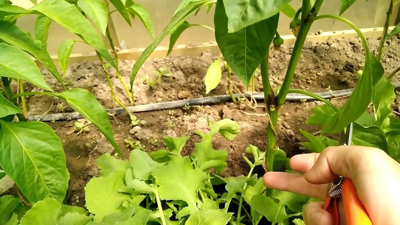 Pourquoi ai-je besoin de pincer du poivre et comment le faire correctement