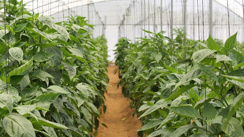 Pourquoi ai-je besoin de pincer du poivre et comment le faire correctement