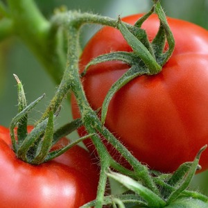 Comment entretenir la tomate hybride Palenque pour une meilleure récolte