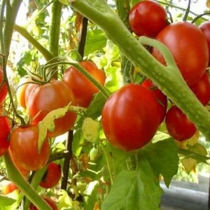 Comment entretenir la tomate hybride Palenque pour une meilleure récolte