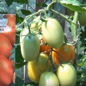 Comment entretenir la tomate hybride Palenque pour une meilleure récolte