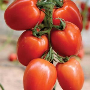 Comment entretenir la tomate hybride Palenque pour une meilleure récolte
