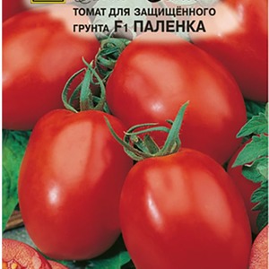 Comment entretenir la tomate hybride Palenque pour une meilleure récolte