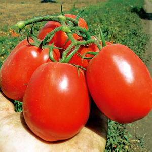 Comment entretenir la tomate hybride Palenque pour une meilleure récolte