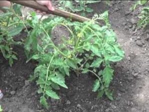 Tomate Demidov, célèbre pour son endurance et appréciée des jardiniers