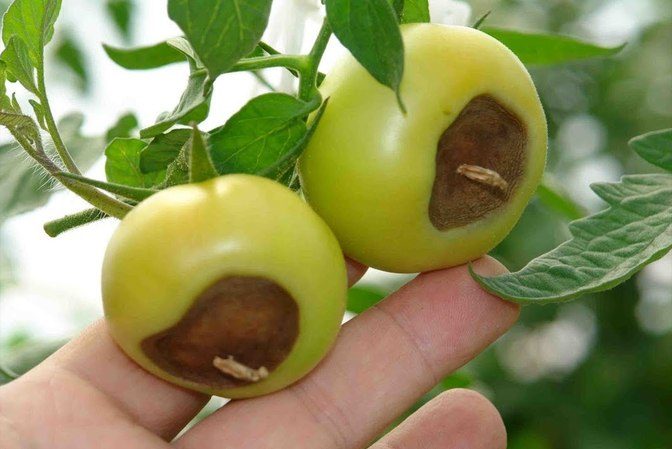 Tomate Demidov, célèbre pour son endurance et appréciée des jardiniers