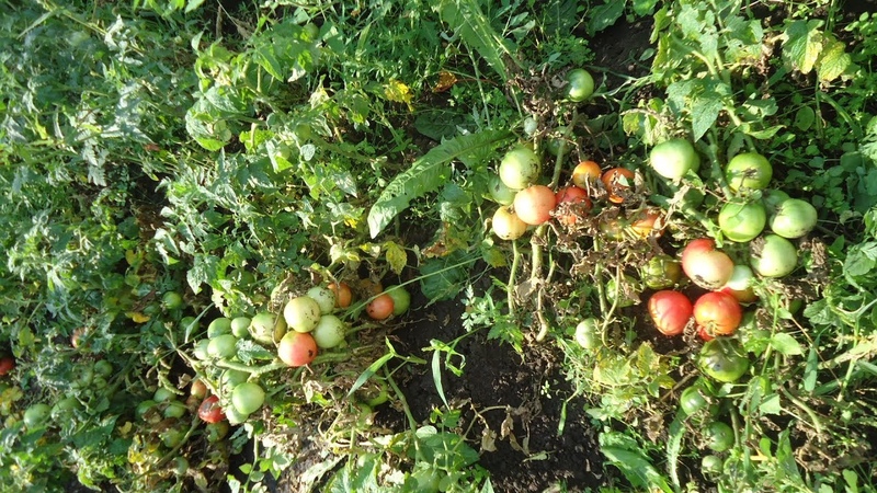 Tomate Demidov, célèbre pour son endurance et appréciée des jardiniers