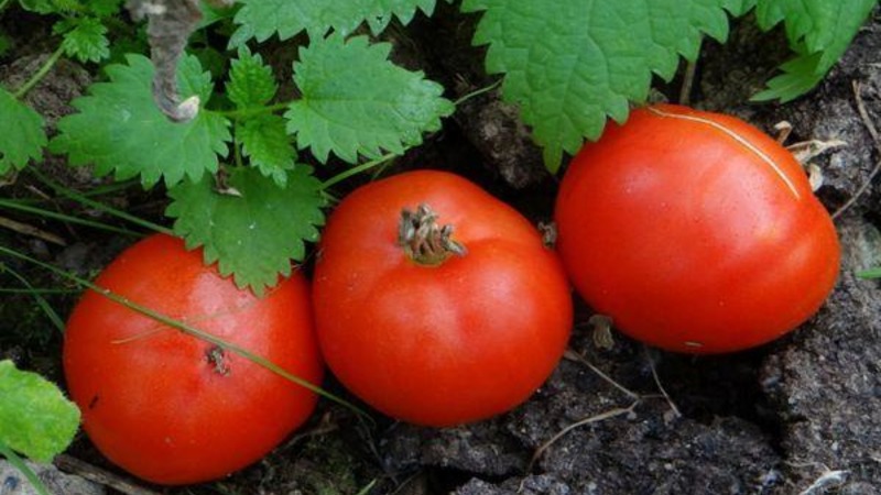 Un cadeau pour les jardiniers des régions du nord au climat difficile - un perce-neige de tomate stable et productif