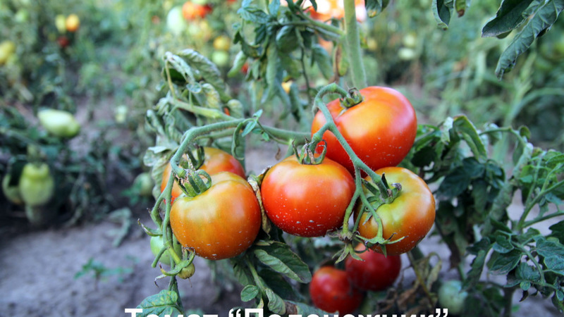 Un cadeau pour les jardiniers des régions du nord au climat difficile - un perce-neige de tomate stable et productif