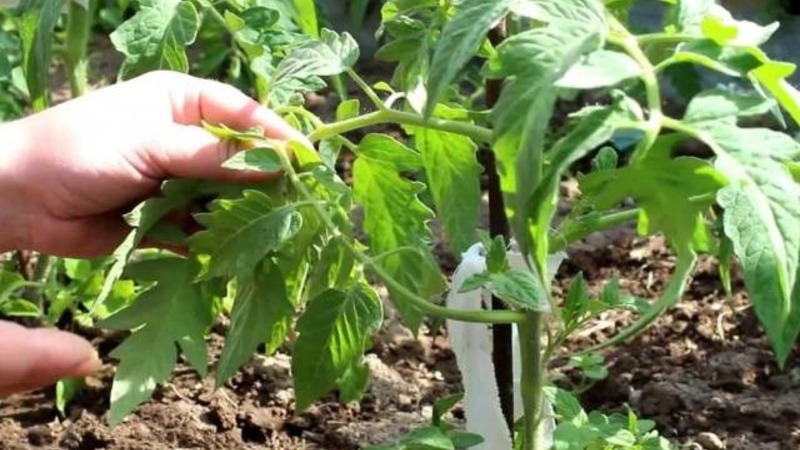 Un cadeau pour les jardiniers des régions du nord au climat difficile - un perce-neige de tomate stable et productif
